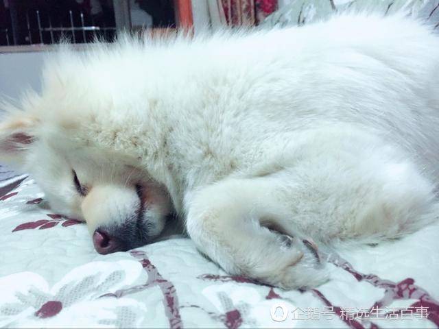 狗狗都一個禮拜沒吃飯了，要成仙嗎？