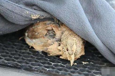 小男孩忽然跳入流沙中：下一幕所有人都為他點贊