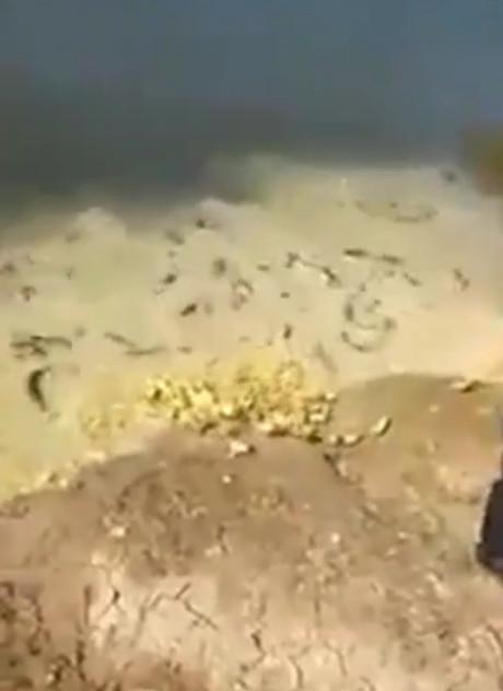 男子把剛孵出來的小雞，倒入池塘餵養怪物！