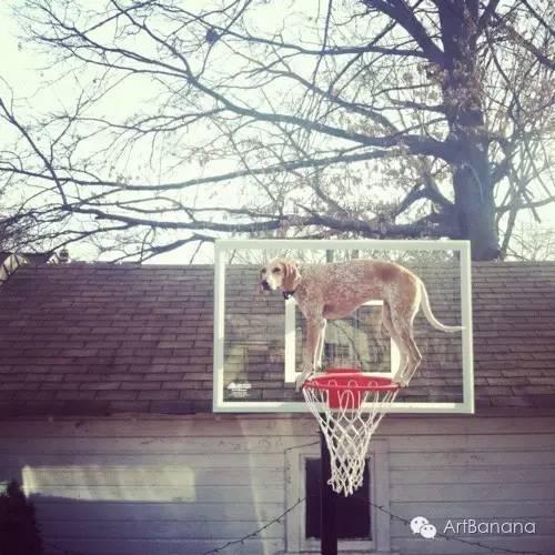 狗狗和攝影師在一起，結果當然是被玩兒壞了