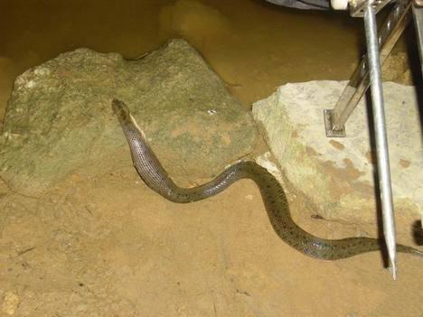 深夜垂釣,不料看見滲人的一幕,結果大叔淡定垂釣