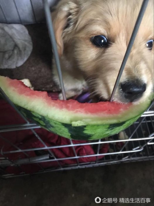 這狗糧是鹹的，狗狗能吃嗎？求大神指教！