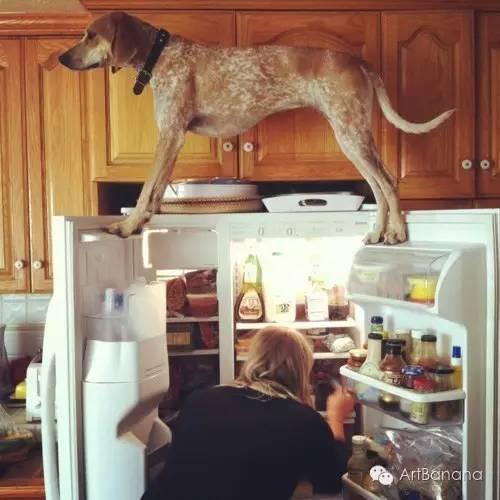 狗狗和攝影師在一起，結果當然是被玩兒壞了