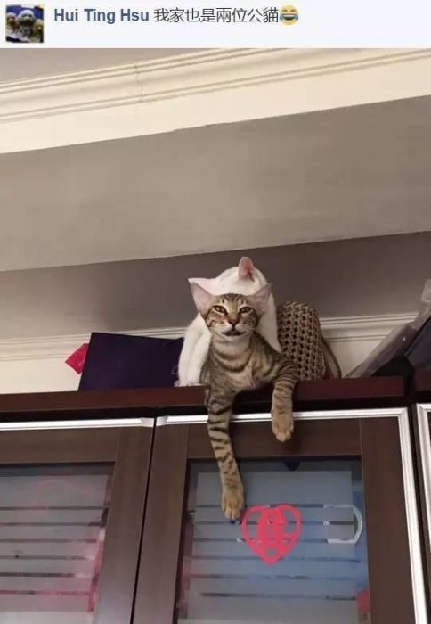 網友分享她家兩貓在做不可描述的事，其他網友就