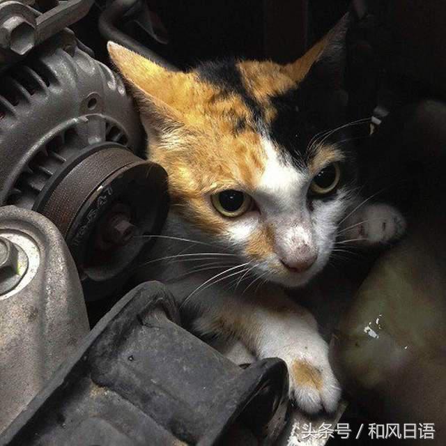 開車前沒拍拍引擎蓋的結果：小貓鬼門關前走了一遭