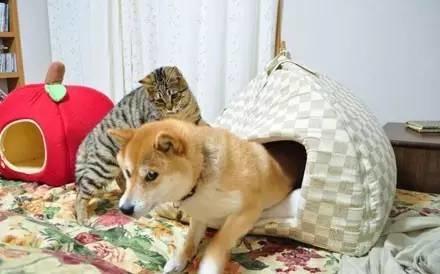 忍不住對比了一下，柴犬和哈士奇的差別待遇啊！