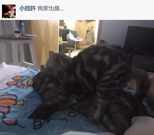 網友分享她家兩貓在做不可描述的事，其他網友就