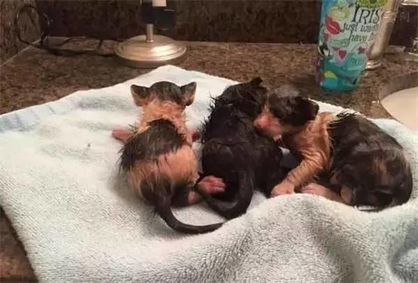 狗狗兩次跳進湍急的洪水中，竟然是為了這幾個小傢伙