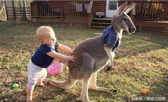 不玩絨毛玩具，和她形影不離的兒時玩伴竟是只小袋鼠