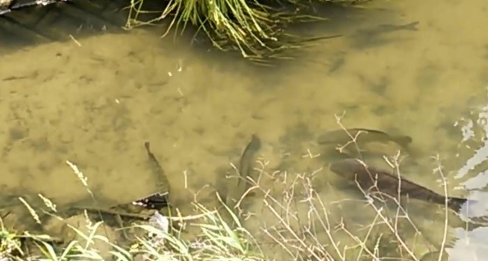 2條野生大黑魚,遭遇鯉魚群,結局太搞笑了!