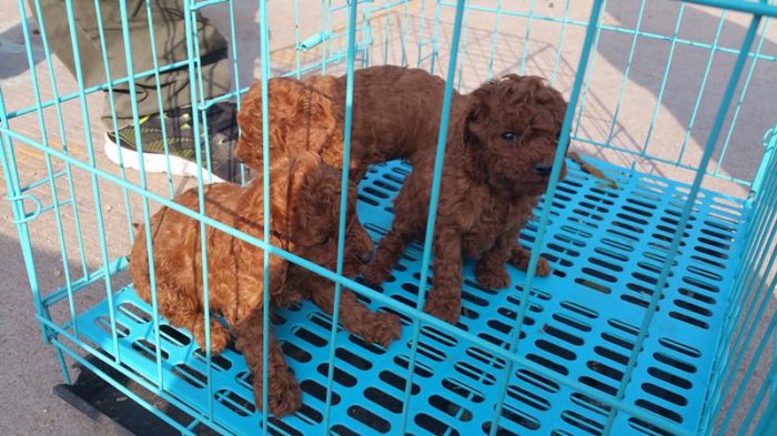 實拍膠東農村狗市，拉布拉多、泰迪、京巴應有盡有