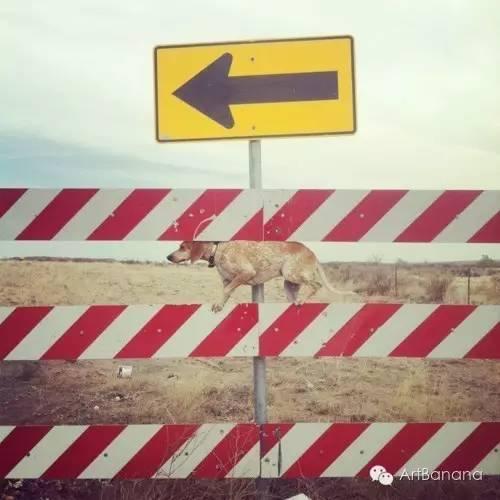 狗狗和攝影師在一起，結果當然是被玩兒壞了