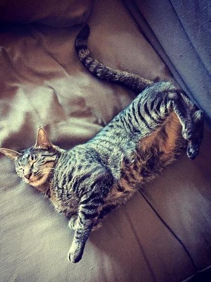 戰地遇到行動不便的小貓，女兵想盡辦法帶它回國收編