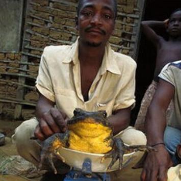 非洲大青蛙，成年後一隻6斤重，體長几十厘米