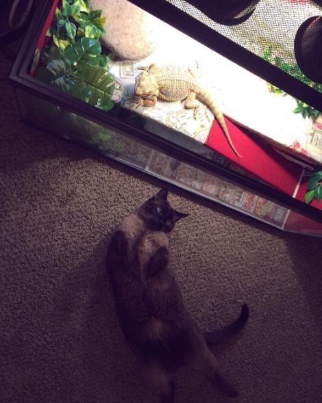 貓和蜥蜴也能混在一起養？兩隻被拋棄的寵物安撫彼此