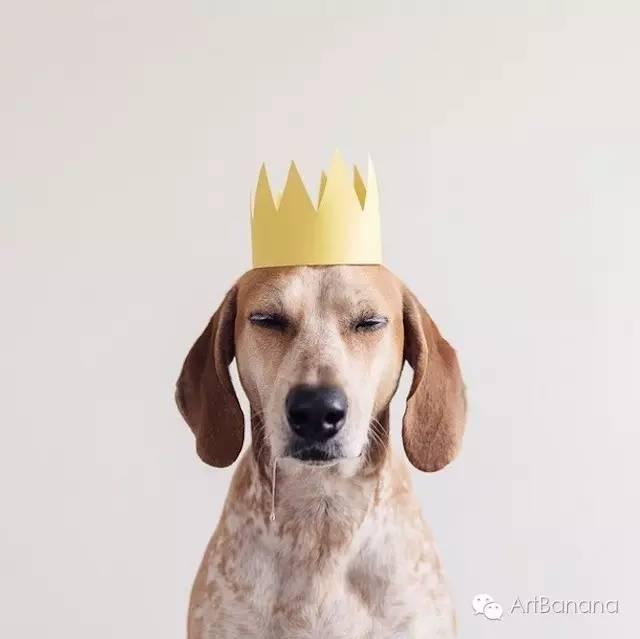 狗狗和攝影師在一起，結果當然是被玩兒壞了