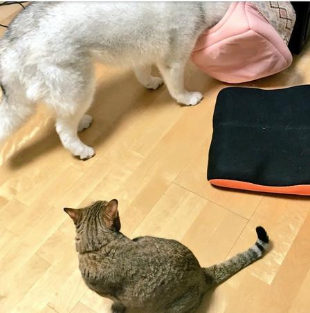 忍不住對比了一下，柴犬和哈士奇的差別待遇啊！