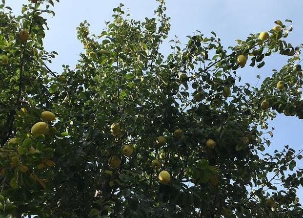 郊外遊玩發現一果樹,果子很像芒果,咬一口笑哭了