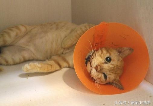 同學家的貓生病了可憐，直到看到病床上的它瞬間笑噴