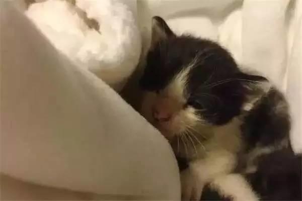 狗狗兩次跳進湍急的洪水中，竟然是為了這幾個小傢伙