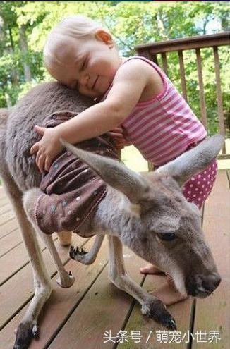 不玩絨毛玩具，和她形影不離的兒時玩伴竟是只小袋鼠