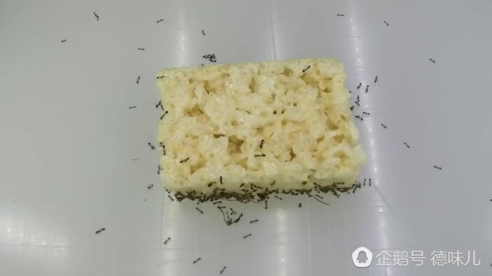螞蟻怎麼吃掉整塊食物？這視頻很無聊，卻很想看下去