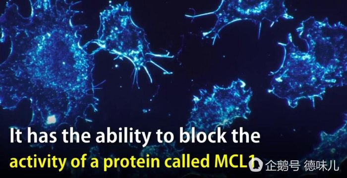 癌症治療新發現，新葯S63845可殺死多種癌細胞