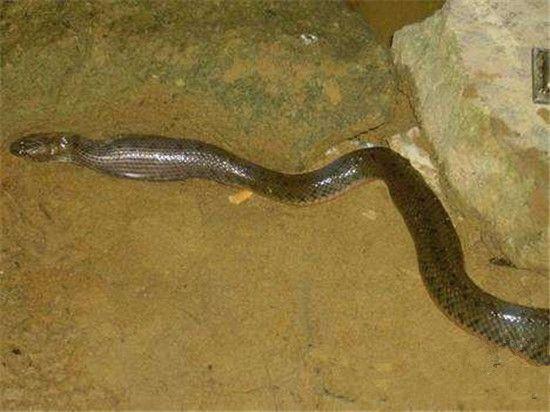 深夜垂釣,不料看見滲人的一幕,結果大叔淡定垂釣