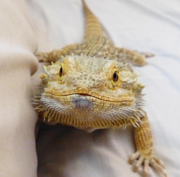 貓和蜥蜴也能混在一起養？兩隻被拋棄的寵物安撫彼此