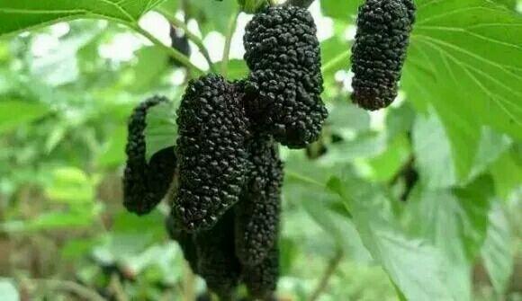 去農村摘了這些長得像毛毛蟲的果子，城裡人都喜歡吃