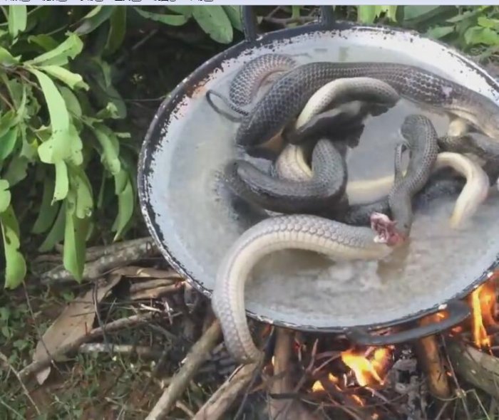 女子柬埔寨遊玩受邀品嘗特色美味，卻遲遲不敢下口