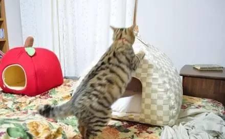 忍不住對比了一下，柴犬和哈士奇的差別待遇啊！