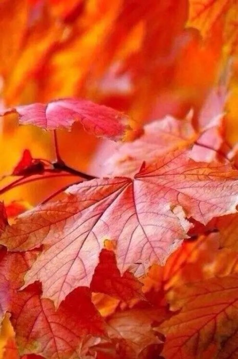 驚掉下巴!日本人為啥爭先恐後吃樹葉?