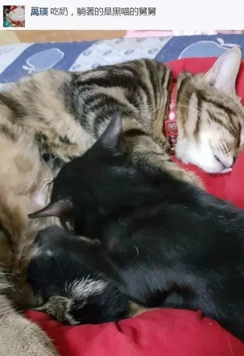 網友分享她家兩貓在做不可描述的事，其他網友就