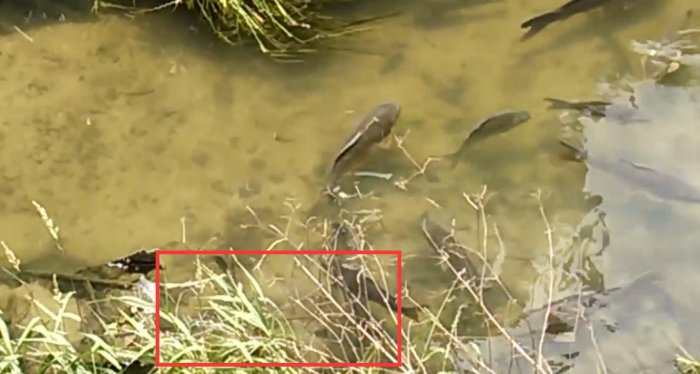 2條野生大黑魚,遭遇鯉魚群,結局太搞笑了!