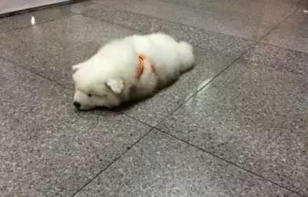 薩摩寶寶躺在地上一動不動，最後看到告示牌我笑噴了