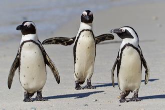 同性難道就沒有真愛？非洲同性戀企鵝分開後另尋歡好