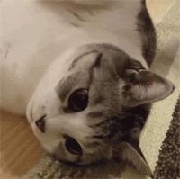 剛看這隻喵的時候覺得是美男子，但一看它的身材