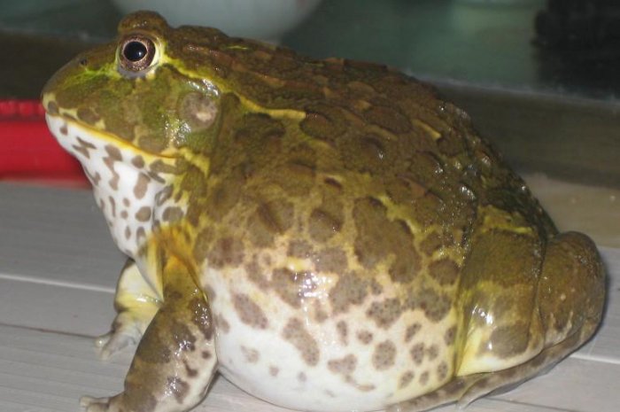 非洲大青蛙，成年後一隻6斤重，體長几十厘米