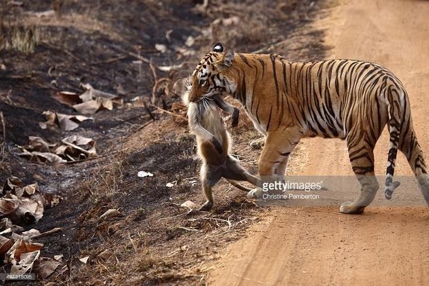 面對老虎的威脅,這隻猴子無力掙脫也無力改變
