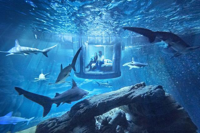 巴黎水族館在鯊魚池裡建造了世界上首個水下房間