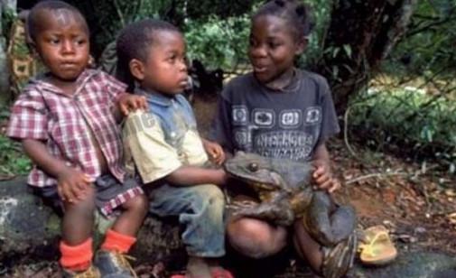 非洲大青蛙，成年後一隻6斤重，體長几十厘米