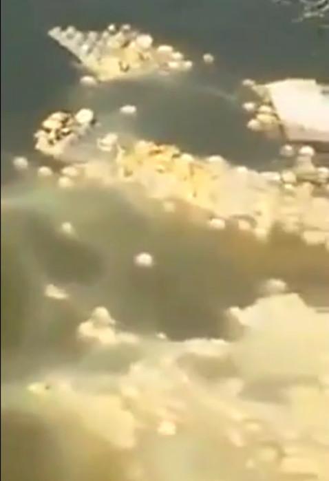 男子把剛孵出來的小雞，倒入池塘餵養怪物！