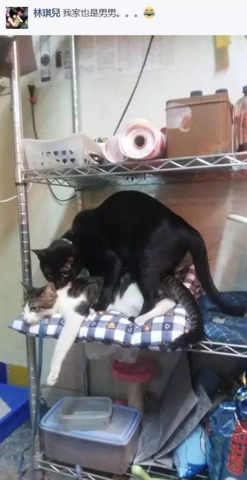 網友分享她家兩貓在做不可描述的事，其他網友就