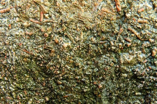 山上採石挖出的特別石頭，表面鮮艷內藏微型小生物！