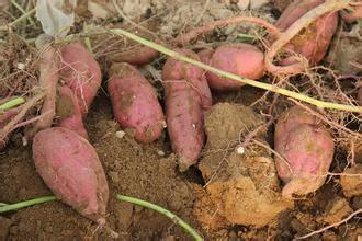 這樣的紅薯吃了會中毒，以後別吃了，要記住喲