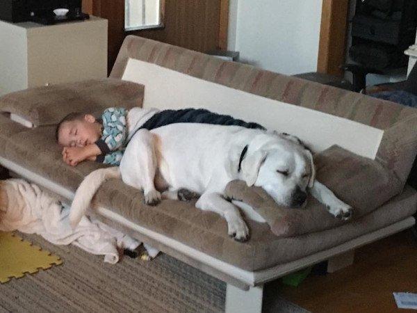 小孩患有自閉症，狗狗三年陪伴，換來小孩驚人的改變