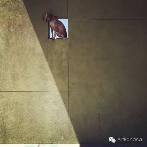 狗狗和攝影師在一起，結果當然是被玩兒壞了