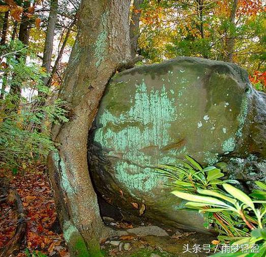 实拍世界各处吞噬着一切的恐怖「树妖」