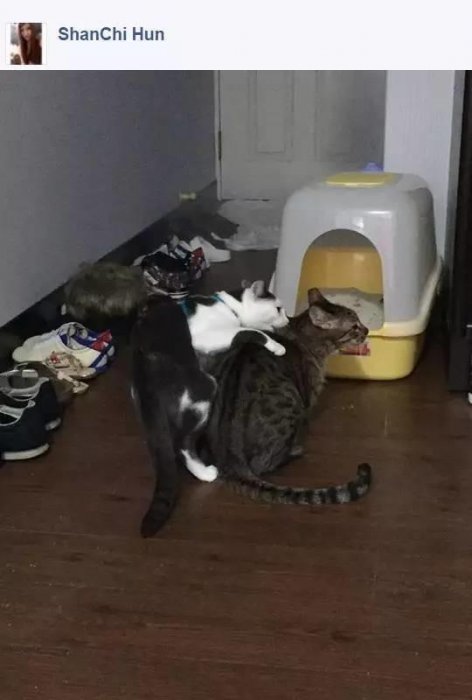 網友分享她家兩貓在做不可描述的事，其他網友就